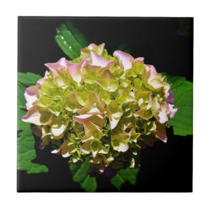 Azulejo De Cerâmica Cor-de-rosa verde Hidrangea flor rosa amarela