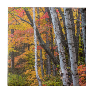 Azulejo De Cerâmica Cor Do Outono Na Floresta Perto Do Porto De Cobre