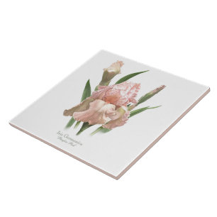 Azulejo De Cerâmica Cora a íris cor-de-rosa