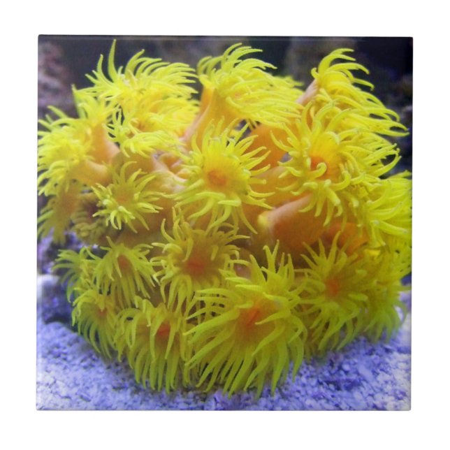 Azulejo De Cerâmica Coral alaranjado de Sun (Frente)