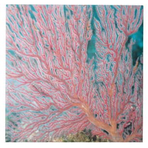 Azulejo De Cerâmica Coral de Gorgonian 3