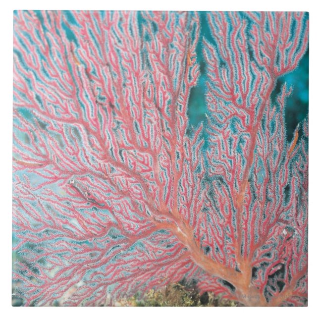Azulejo De Cerâmica Coral de Gorgonian 3 (Frente)