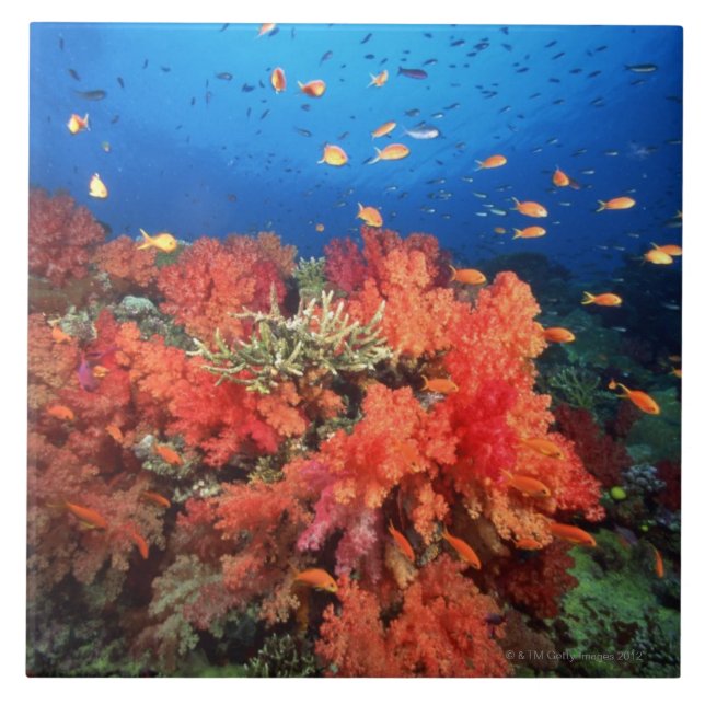 Azulejo De Cerâmica Coral e peixes (Frente)