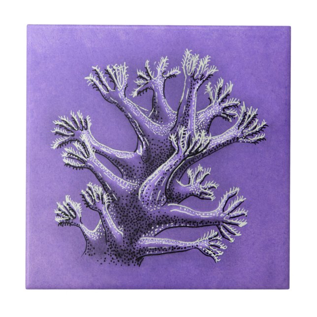 Azulejo De Cerâmica Coral Reef Roxo Marinha Arte (Frente)