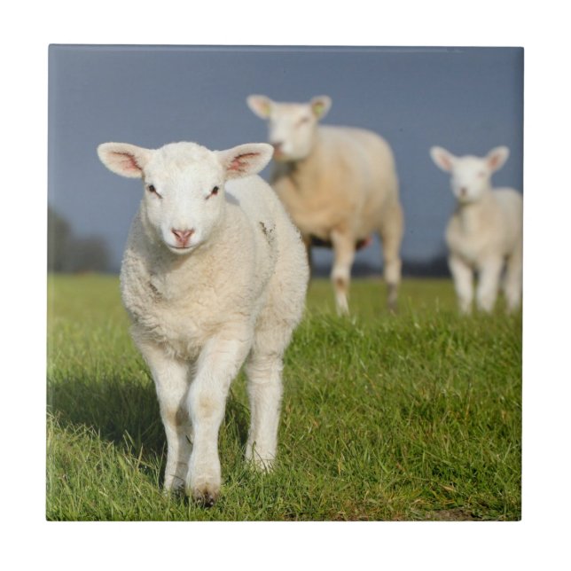 Azulejo De Cerâmica Cordeiro curioso (Frente)