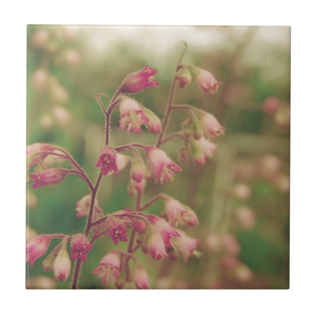 Azulejo De Cerâmica Corelbeldes, Flores de Mola (Frente)