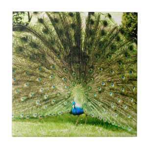 Azulejo De Cerâmica Cores de Exibição de Peacock