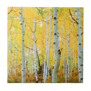 Azulejo De Cerâmica Cores de outono das árvores Aspen 1