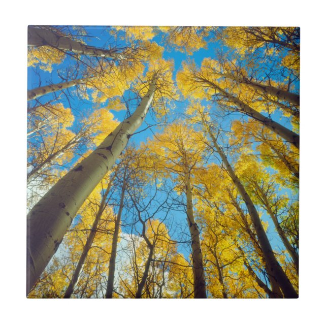 Azulejo De Cerâmica Cores de outono das árvores Aspen 2 (Frente)