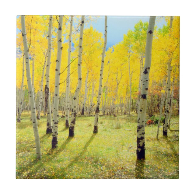 Azulejo De Cerâmica Cores de outono das árvores Aspen 4 (Frente)