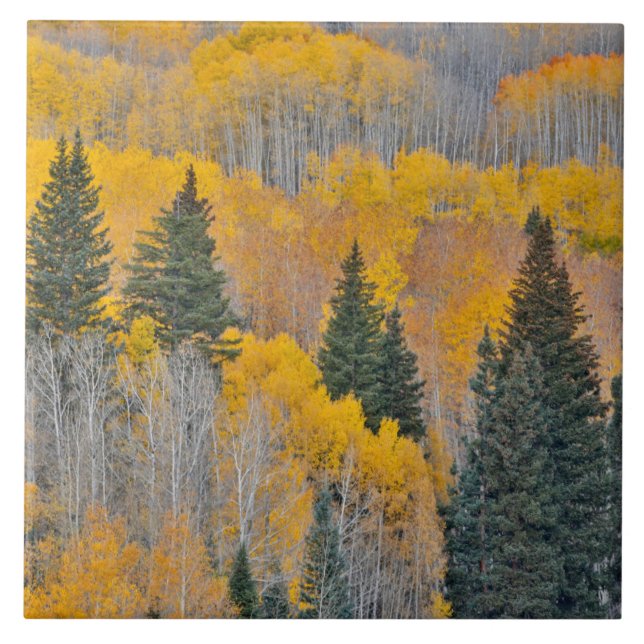 Azulejo De Cerâmica Cores de outono em Aspen Groves (Frente)