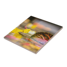 Azulejo De Cerâmica Cores de queda