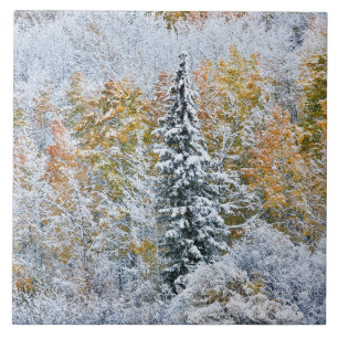 Azulejo De Cerâmica Cores de queda de Aspens & Snow Keebler Pass