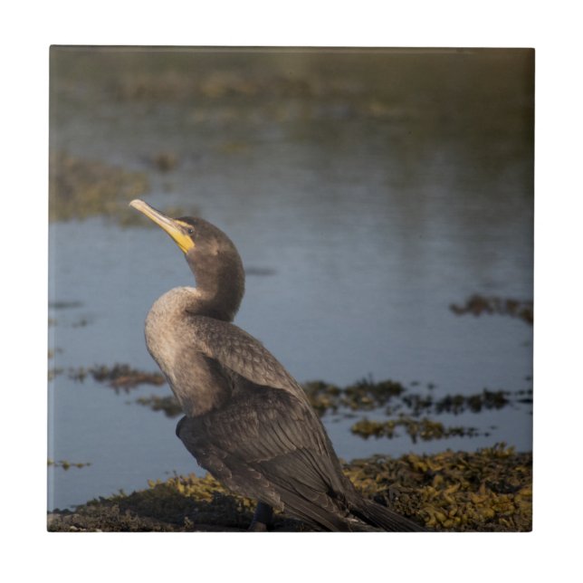 Azulejo De Cerâmica Cormorão de peito duplo (Frente)