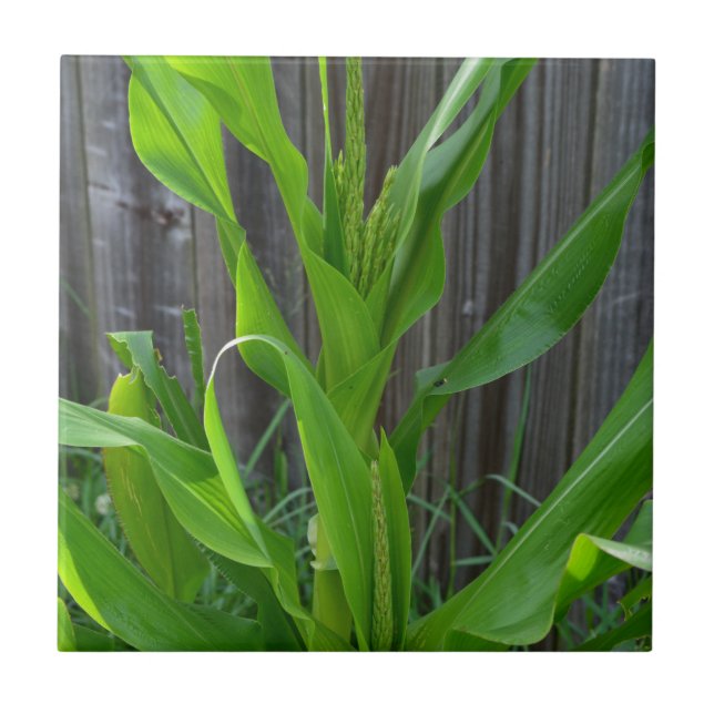 Azulejo De Cerâmica Corn Stalk (Frente)