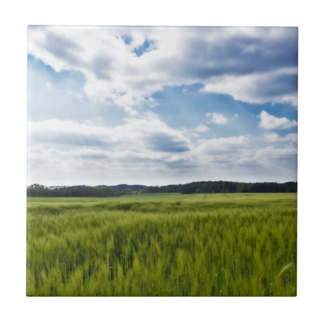 Azulejo De Cerâmica Cornfields Verdes e Céu Azul (Frente)