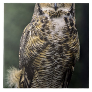 Azulejo De Cerâmica Coruja-americana (Bubo virginianus), corpo inteiro
