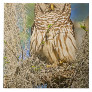 Azulejo De Cerâmica Coruja-barreada (Strix varia) empoleirada em cipre