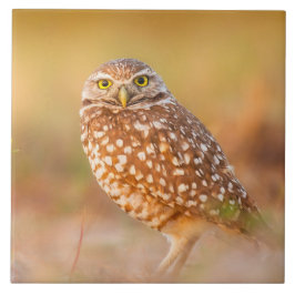 Azulejo De Cerâmica Coruja bonita