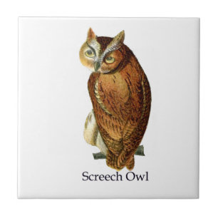 Azulejo De Cerâmica Coruja de Screech