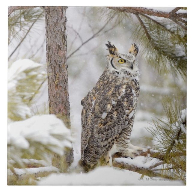 Azulejo De Cerâmica Coruja orelhuda longa (Frente)