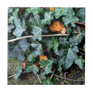 Azulejo De Cerâmica Costa do Marfim e pedra de campo