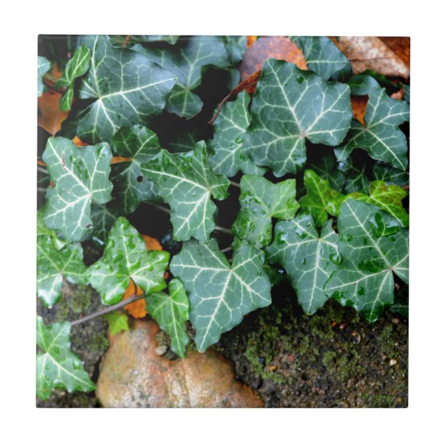 Azulejo De Cerâmica Costa do Marfim e pedra de campo (Frente)