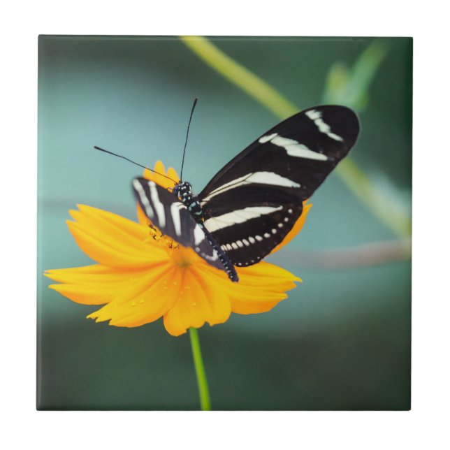 Azulejo De Cerâmica Costa Rica  - Borboleta Zebra Longwing (Frente)