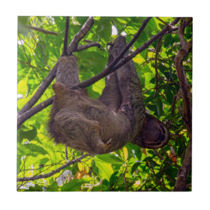 Azulejo De Cerâmica Costa Rica - Lazy Sloth Feliz, Antonio Manuel NP