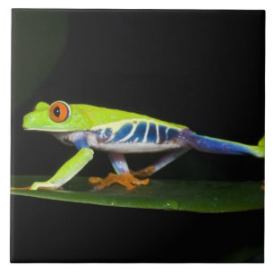 Azulejo De Cerâmica Costa Rica, Perereca-de-olhos-vermelhos (Agalychni