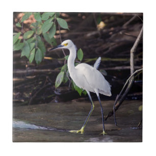 Azulejo De Cerâmica Costa Rica, Tortuguero - Egretta thula