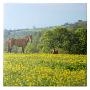 Azulejo De Cerâmica Cotswolds, Reino Unido