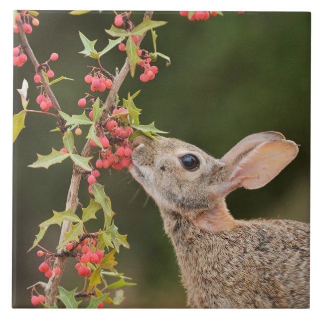 Azulejo De Cerâmica Cottontail oriental | Sul do Texas (Frente)