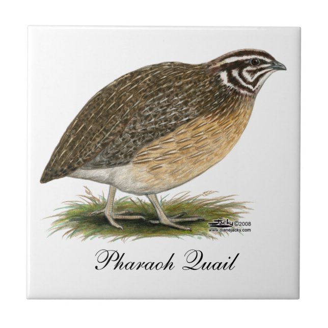 Azulejo De Cerâmica Coturnix Pharaoh Quail (Frente)