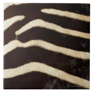 Azulejo De Cerâmica Couro cru da zebra