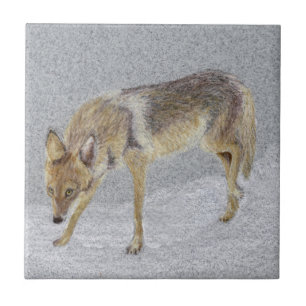 Azulejo De Cerâmica Coyote