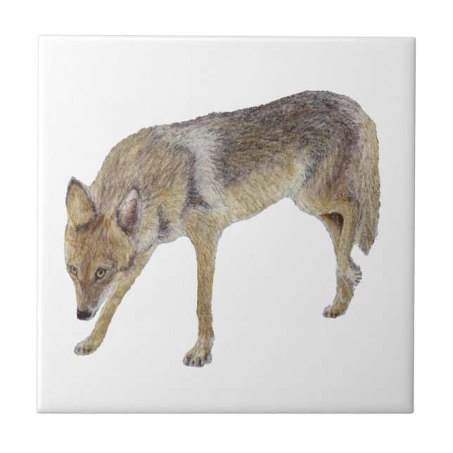 Azulejo De Cerâmica Coyote (Frente)