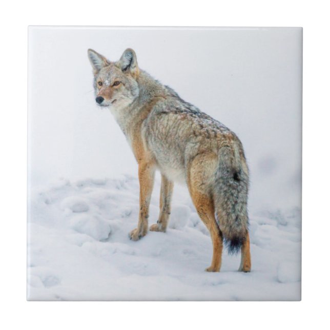 Azulejo De Cerâmica Coyote em alerta na neve (Frente)