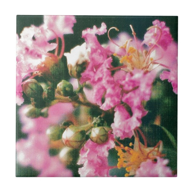 Azulejo De Cerâmica Crepe Myrtle Rosa (Frente)