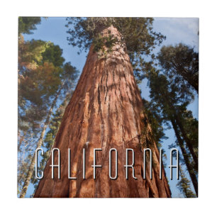 Azulejo De Cerâmica Crescentes Sequoia Gigantes