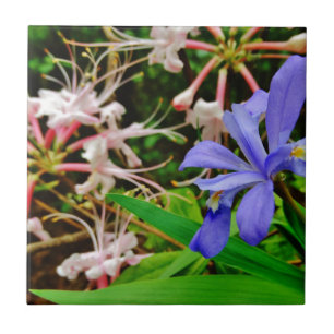 Azulejo De Cerâmica Crested Dwarf Iris
