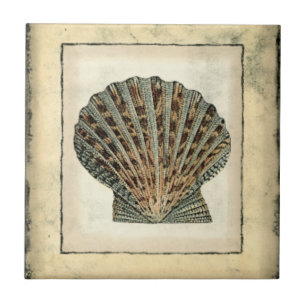 Azulejo De Cerâmica Criaturas marítimas da costa