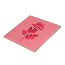 Crisântemo Rosa 