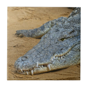 Azulejo De Cerâmica Crocodilo