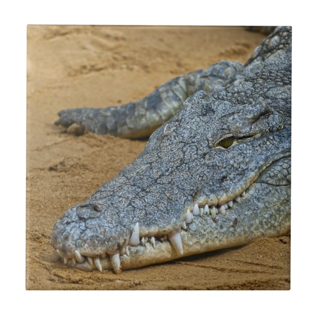 Azulejo De Cerâmica Crocodilo (Frente)