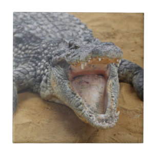 Azulejo De Cerâmica Crocodilo com Fim-acima aberto largo das maxilas