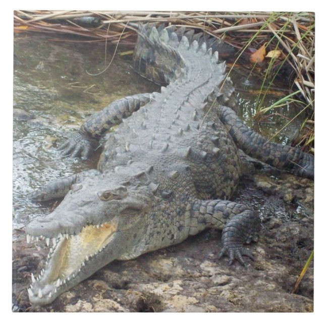 Azulejo De Cerâmica Crocodilo de Água Salgada jamaicano (Frente)