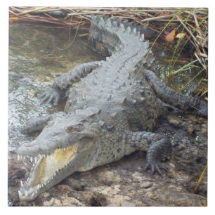 Azulejo De Cerâmica Crocodilo jamaicano da água salgada