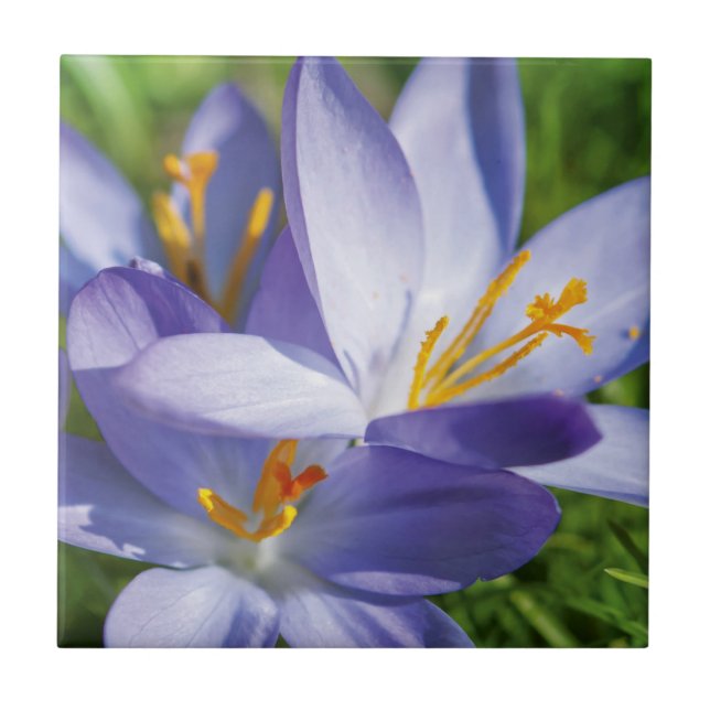 Azulejo De Cerâmica Crocus (Frente)