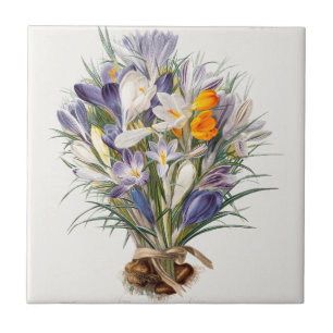 Azulejo De Cerâmica Crocus Primavera Fllower Arte Botânica